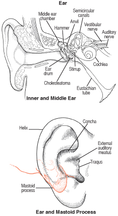 ear-mastoid